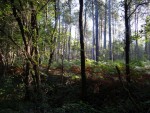 Forêt de Nuaillé