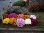 Nuaillé Capitale du Chrysanthème