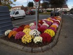 Nuaillé Capitale du Chrysanthème