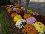 Nuaillé Capitale du Chrysanthème